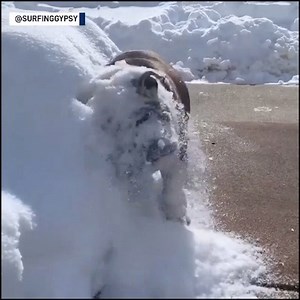 2.6M views · 741 reactions | HAPPY NEW YEAR! Here are some of our favorite viral videos from 2019. | The National Desk - TND | Facebook