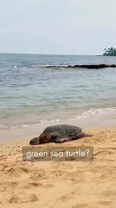 Where to see Honu ( the Hawaiian Green Sea Turtle 🐢)? This video mentioned Ho’okipa and Olowalu and I agree! Now, if you are staying in South Maui and don’t want to drive far, places to see them are at Kalepolepo Fish Pond in North Kihei (next to that Whale Center there) and La Perouse in Makena. They also can be found in Kamaole Beaches and the beach in Kalama Park but not as often as the other places previously mentioned. Credit to this video goes to @allaboutmaui - do go there too and read t