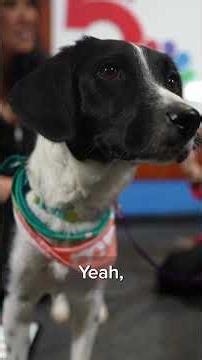 Pet for adoption: Meet Sonder!