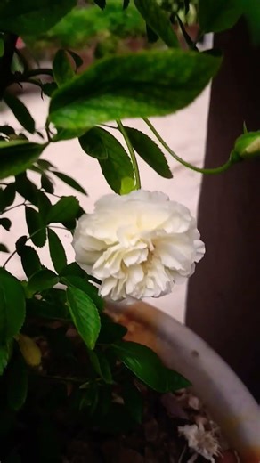 flowers New Rose flower 💮☘️🌿#rose #fl #flowers #shorts