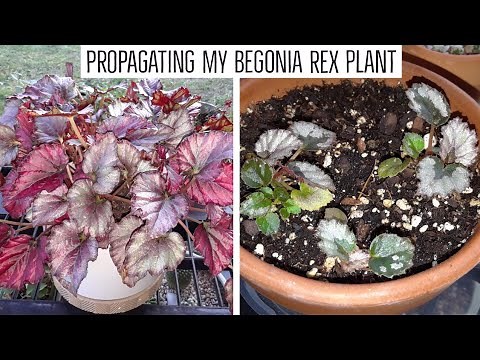How I propagated my Begonia Rex plant🌸 by leaf cuttings & by offshoot separation/division