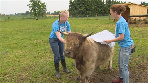 An Udderly Ridiculous wedding hitches two highland cows