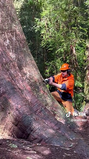 Just another regular day at Ace Tree, No trees were harmed in the making of this video. #acetree #tree #treework #chainsaw #fyi #stihl #justforfun #bigwood #mtash #eucalyptus #regnans #tiktok #clogger #cutting