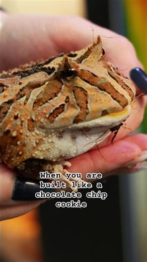 #frog #pets #fyp pacman frog feels like a desert