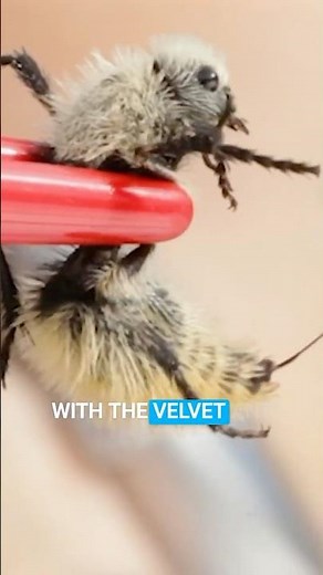 Velvet Ant Sting DESTROYS my arm!