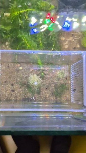 メダカ稚魚の隔離ボックス導入∣安全にメダカ稚魚を育成 #涼しげメダカノート #メダカ #アクアリウム