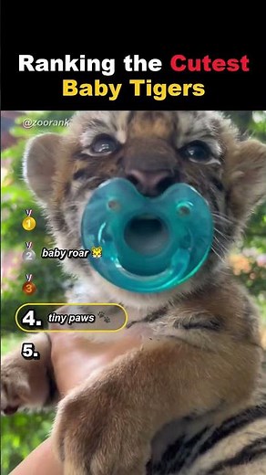 Ranking the World’s Cutest Baby Tigers (And their tiny roars!)