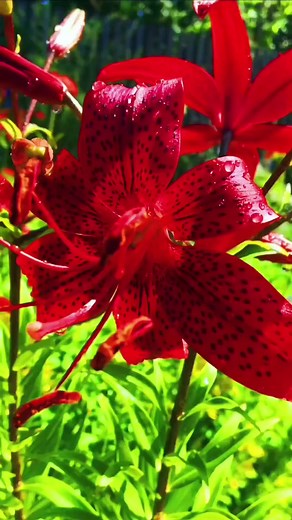Beautiful Flowers 🌹🌹🌹🌿✨ #beautiful #flowers #garden #redflowers #gardening #fbreels #reelsfb #explore #explorepage #beautifulflowers #beautifulflowers_777 | Beautiful Flowers