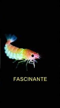 Brilho das Profundezas: A Magia da Bioluminescência #curiosidades #oceano #ciencia #animal #fatos