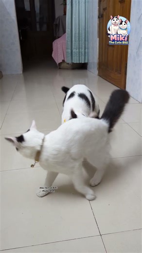 কানপট্টি লাল বানায় দিমু এক্কেরে।😒 #cat #animallife #miki