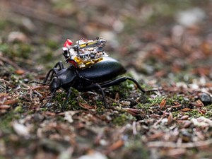 Bug's Life: So They Put A Tiny Camera On A Beetle And Captured This Footage [Video]