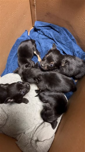 Man about Dog - Rescue & Rehoming on Instagram: "On Tuesday evening I received a call from a member of the Kildare Wildlife team regarding pups that had been found wondering in a housing estate. The finder dropped the pups off to Garda station. The Gardai arranged to meet me off the N7 so I could take charge of the pups and quickly transported them to Greyabbey emergency vets for examination. Unfortunately only 3 pups survived out of six. These poor souls, discarded like trash, bellies full of w