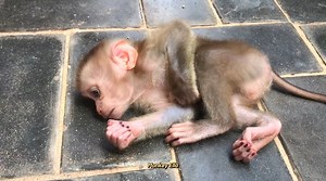 5.2K views · 96 reactions | Oh No! Don't Know Why My Baby Monkey Cries Too Loudly  | Baby Monkey Life | Facebook