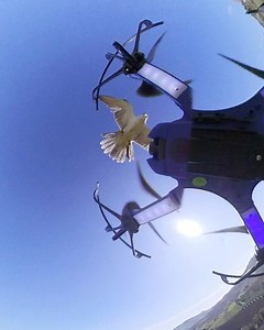 20 reactions | Gyr saker with the drone #flyboost power to wings. #gfi #italianfalconers #falconry #supplement #maxpower #moderntechnology #powertowings | Falcong | Facebook