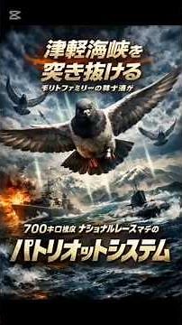#レース鳩 #日本鳩レース協会 #森戸ファミリー