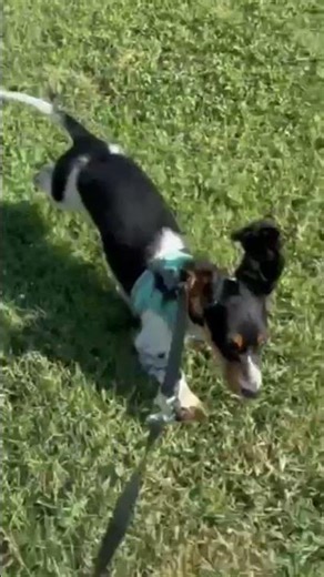 🐾🌞 Mid-Day Playtime with Chip! 🌞🐾