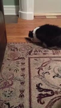 Cat puking up hairball