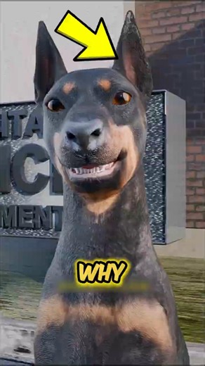 Should You Crop Your Doberman’s Ears? The Honest Truth #shorts #doberman #dogfacts