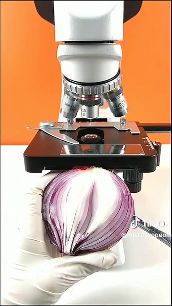 microscope #uscamel #fypage #optical