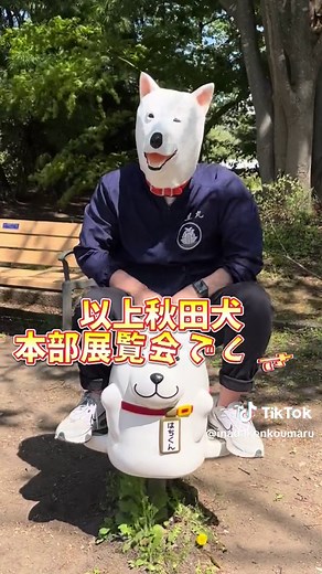 秋田犬本部展覧会番外編🐕 イヌ常務と可愛い仲間たちに注目👀 #イヌ常務 #犬皇丸 #イナダ #イッヌ #わんちゃん #犬 #秋田犬 #秋田犬保存会 #秋田県 #おすすめ