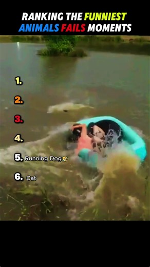 Ranking the Funniest Animal Fails 😂🐱