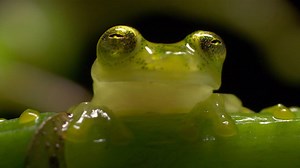 7.1M views · 1.2K reactions | It’s easy to see why this amphibian is nicknamed the “ninja frog.” | National Geographic | Facebook
