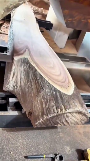 Powerful band saw slicing through a thick log to reveal beautiful natural wood grains