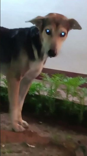 papy 🐶 🥰 #dogs #dogshorts #viral #viral #nature #4k #777 #flowers #funny #food #music #mexico #4x4🤩