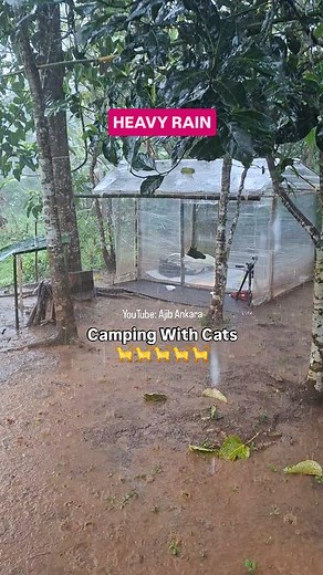 Camping with cats (Avatar Squad) YouTube: Ajib Ankara #campingwithcats #catadventures #campingwithpets #campinginheavyrain #heavyrain #catsagram | Ajib Ankara