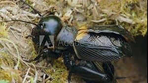 Field cricket (Gryllus campestris) sound, insect stridulating at the burrow