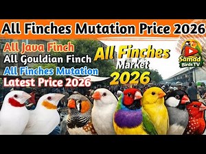 All Finches Market Update 2026 | Finches Price Update🔥 | All Java Finch, Gouldian Finch Latest Rates