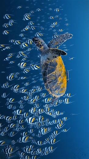 40K views · 2K reactions | Sea turtles like this green turtle...