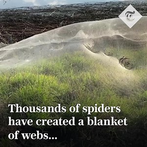 🕸️🇦🇺A blanket of spider webs have been seen billowing over the grasslands of Victoria on Monday (June 14), as shown in an eyewitness video taken on Gippsland. 🕷️Thousands of spiders and their webs have blanketed bushland in Australia's state of Victoria, after heavy rain and flooding hit the region. Read more: https://www.telegraph.co.uk/news/2021/06/16/watch-huge-spider-web-blankets-bushland-australia/ | The Telegraph
