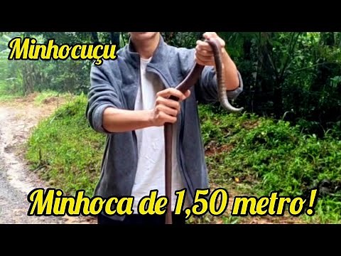 A Gigante Minhocuçu, uma das maiores minhocas do mundo e protegida por lei Federal, em Tapiraí
