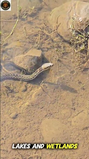 “Water Snakes: Masters of the Aquatic World 🐍💧 | Amazing Facts” | water snake