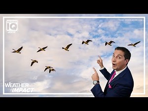 How animals make sense of weather patterns | Weather IQ