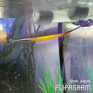 Doryrhamphus janssi (Janss' pipefish) Breeding tank #oliverknott #ok_aqua #naturkundemuseumkarlsruhe #vivariumkarlsruhe | Oliver Knott