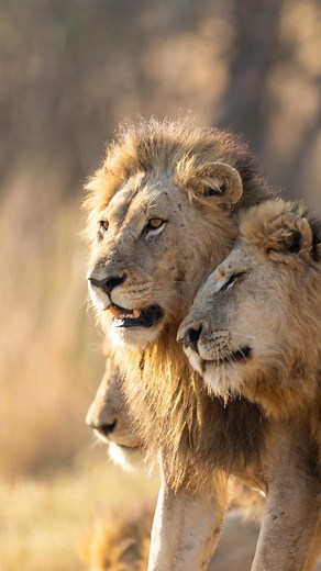 POV - 4 Male lions chase another male. The dynamics of Lions between the souther section of the Sabi Sand and the border of the Kruger National Park is on a knives edge. The Nkuhlu males have been kept at bay for the most part by the Gijima males. But on this morning we saw them cross the Sabie river from Lion Sands River Lodge side to the Kruger National Park chasing a lone male lion. ( unknown as I could not ID him ). But does this mean that these males have now crossed the threshold and are n