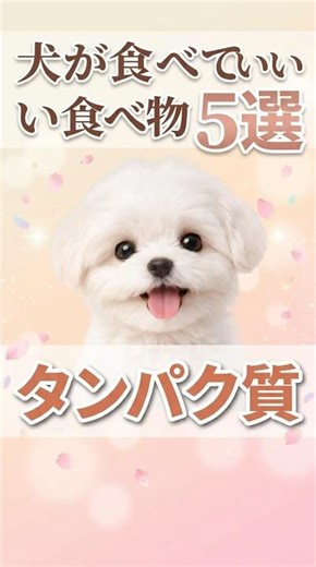 知らないと危険！犬が食べてもいい食べ物5選 #犬 #犬の健康 #ペット #犬の食事 #犬好き #シニア犬 #犬の知識