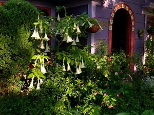 Spanish/Mexican garden heritage | William Welch |Central Texas Gardener