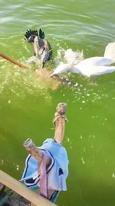 Duck catching fish | Nanang Gonto Channel