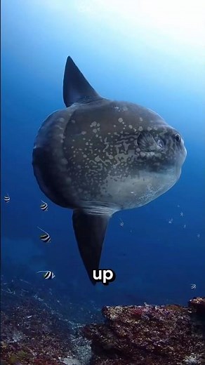 The World's Dumbest Fish? 😱🐟