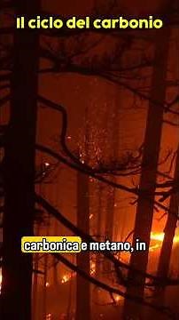 The Carbon Cycle🔃| Ecology🌍
