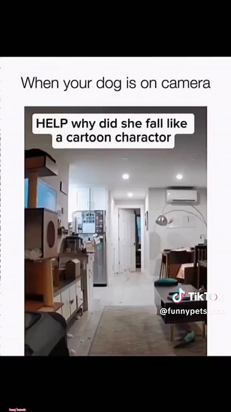 Funny and Cute Dogs Compilation for Dog Lovers