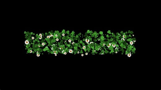 Free video - Plant, Tree, Leaf, Maple