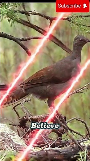 Amazing !!!!! This Bird Can Copy ANY Sound on Earth – Even Humans!