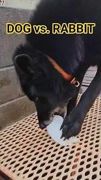 2 Dogs VS. 2 Rabbits: UNCENSORED RAW DOG FOOD Feeding 🐇🐺