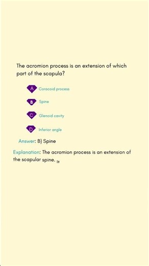 The acromion process is an extension of which part of the scapula #anatomymcqs
