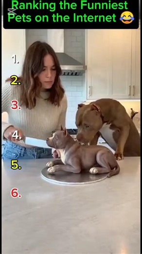 ‎Ranking the Funniest Pets on the Internet 😂 | Cute & Hilarious Moments‎‎#FunnyPets #PetMoments