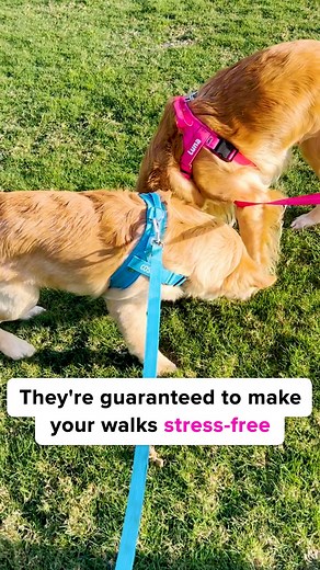 The harness everyone’s barking about 🐾✨ Personalised, comfy and designed to keep your pup safe on every adventure. Available in 4 colours! Shop now bit.ly/46jVvsQ | Bright Star Buddies